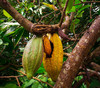 Kakaoschoten am Baum